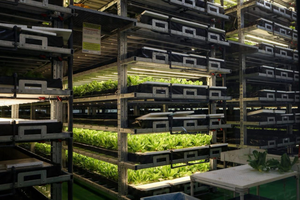 Photo of lettuce plants growing at the Avery Family Farms headquarters.