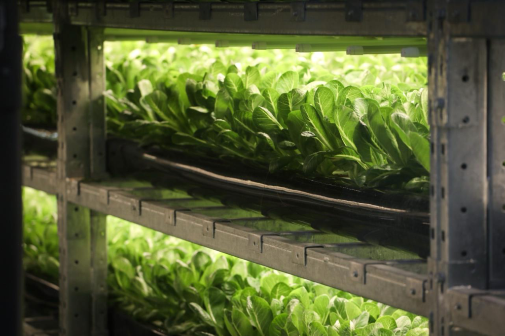 A closer-up photo of lettuce plants growing at the Avery Family Farms headquarters.