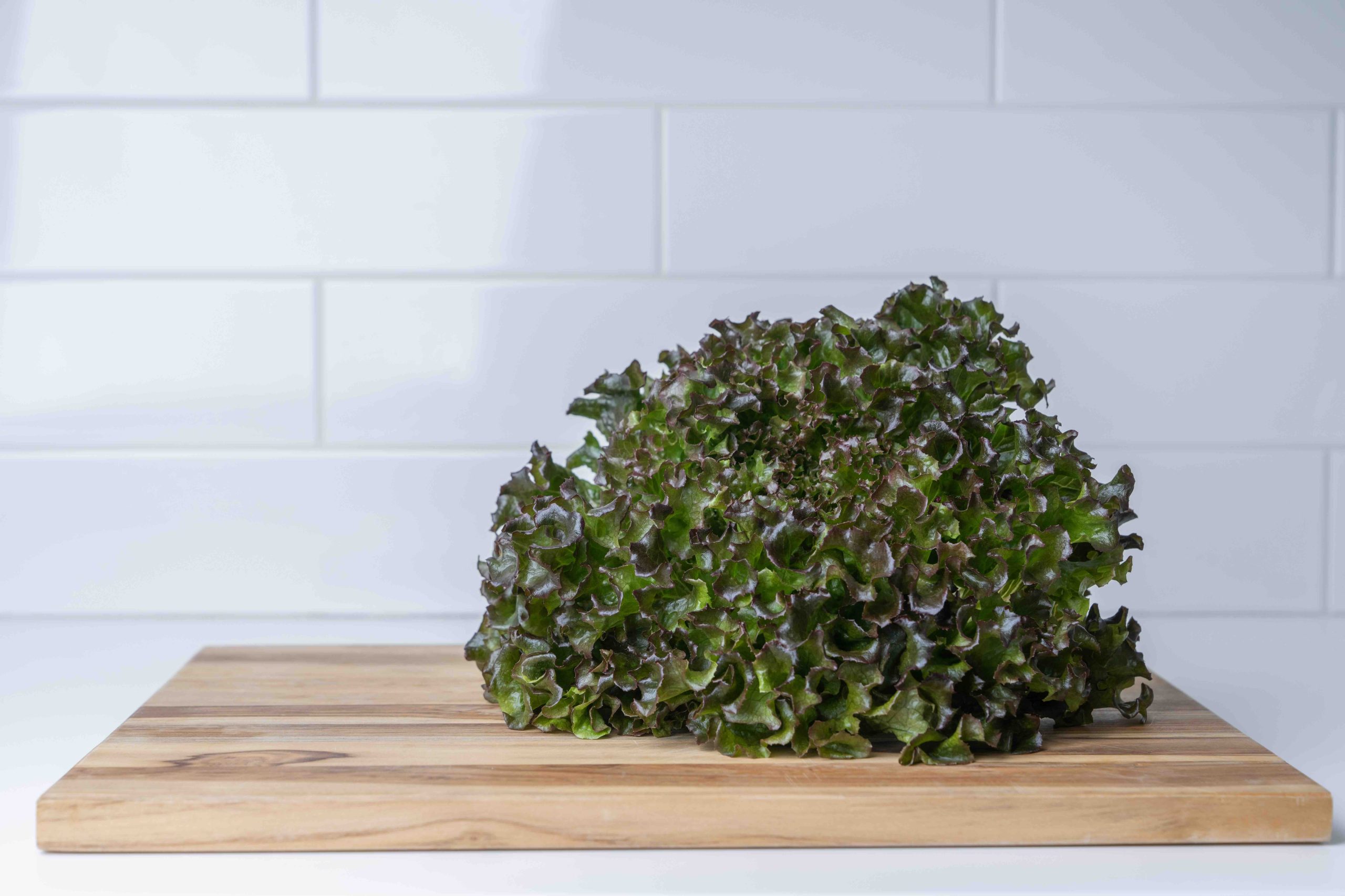 A head of red leaf lettuce – dark green with red tints on the frills – sits on a wooden cutting board, in a kitchen. The counter and tiled backsplash are off-white.