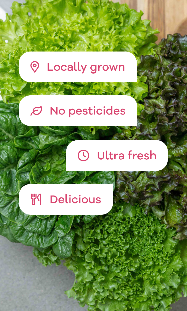 A close-crop top-down view of four different heads of lettuce on top of a wooden cutting board sitting on a light grey kitchen counter. The overlaying text boxes, from top, say: Locally grown, No pesticides, Ultra fresh, Delicious.