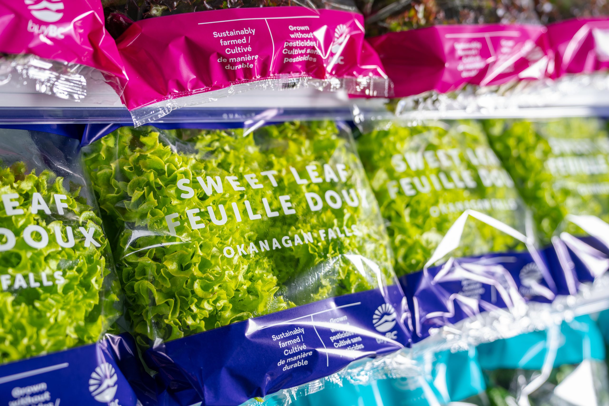 Close crop of rows of sweet leaf lettuce packaged in plastic bags.